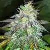 Violator Kush Feminized Marijuana Seeds | Violator Kush Strain | The Seed Fair