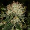 Vortex Feminized Marijuana Seeds | Vortex Feminized Strain | The Seed Fair