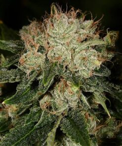 Vortex Feminized Marijuana Seeds | Vortex Feminized Strain | The Seed Fair