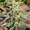 Warlock Feminized Marijuana Seeds | Warlock Feminized Strain | The Seed Fair