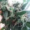 White Empress Feminized Marijuana Seeds | White Empress Strain | The Seed Fair