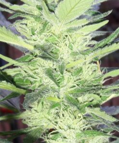 White Kryptonite Feminized Marijuana Seeds | White Kryptonite Strain | The Seed Fair