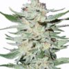 Whiteout Feminized Marijuana Seeds | Whiteout Feminized Strain | The Seed Fair