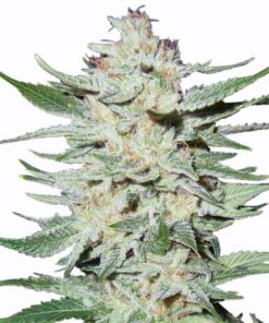 Whiteout Feminized Marijuana Seeds | Whiteout Feminized Strain | The Seed Fair