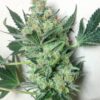 Willy’s Wonder Feminized Marijuana Seeds | Willy's Wonder Strain | The Seed Fair