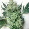 Willy&#039;s Wonder Graines de Marijuana Féminisées | Willy&#039;s Wonder Strain | The Seed Fair