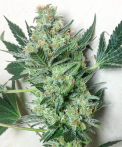 Willy’s Wonder Feminized Marijuana Seeds | Willy's Wonder Strain | The Seed Fair