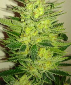 Woody Kush Feminized Marijuana Seeds | Woody Kush Strain | The Seed Fair
