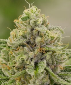 X-Wing Feminized Marijuana Seeds | X-Wing Feminized Strain | The Seed Fair