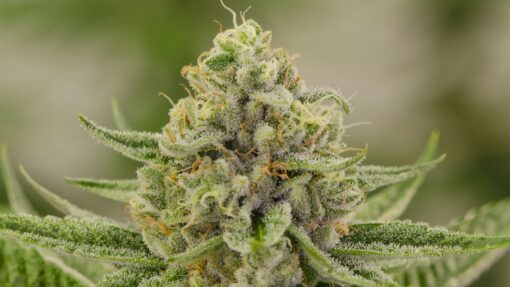 X-Wing Feminized Marijuana Seeds | X-Wing Feminized Strain | The Seed Fair