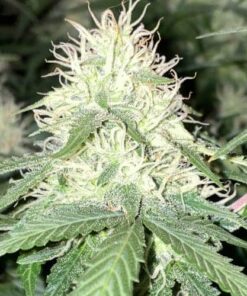Aurora Borealis Autoflowering Feminized Marijuana Seeds | Aurora | The Seed Fair