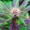 Ayahuasca Purple Autoflowering Feminized Marijuana Seeds | Ayahuasca | The Seed Fair