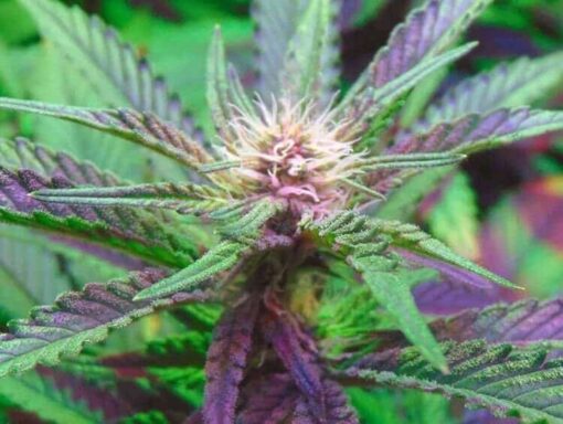 Ayahuasca Purple Autoflowering Feminized Marijuana Seeds | Ayahuasca | The Seed Fair