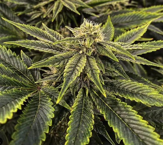El Chapo OG Feminized Marijuana Seeds | El Chapo Strain | The Seed Fair | The Seed Fair El Chapo OG Feminized Marijuana Seeds | El Chapo Strain | The Seed Fair