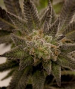 Gobbilygoo Feminized Marijuana Seeds | Gobbilygoo Feminzed Strain | The Seed Fair