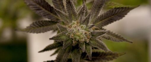 Gobbilygoo Feminized Marijuana Seeds | Gobbilygoo Feminzed Strain | The Seed Fair