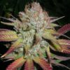Grapefruit Diesel Feminized Marijuana Seeds | Grapefruit Diesel Strain | The Seed Fair