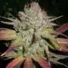 Graines de cannabis féminisées Grapefruit Diesel | Grapefruit Diesel Strain | The Seed Fair