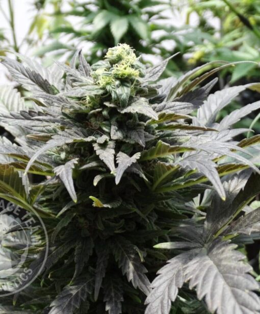 Kandahar Feminized Marijuana Seeds | Kandahar Feminized Strain | The Seed Fair