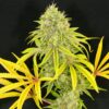 Longbottom Leaf Feminized Marijuana Seeds | Longbottom Leaf Strain | The Seed Fair