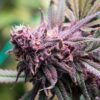 Purple Chemdawg Feminized Marijuana Seeds | Purple Chemdawg Strain | The Seed Fair