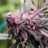 Purple Chemdawg Feminized Marijuana Seeds | Purple Chemdawg Strain | The Seed Fair