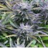 Purple Pantera Feminized Marijuana Seeds | Purple Pantera Strain | The Seed Fair