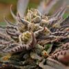 UW Feminized Marijuana Seeds | UW Feminized Strain | The Seed Fair