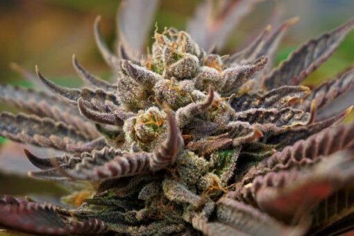 UW Feminized Marijuana Seeds | UW Feminized Strain | The Seed Fair