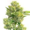 Afghan Hawaiian Autoflowering Feminized Marijuana Seeds | Afghan Strain | The Seed Fair