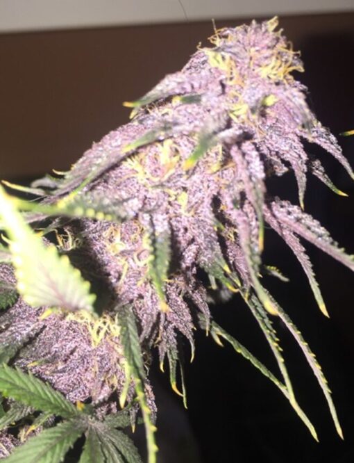 Afghani Bullrider AutoFlowering Marijuana Seeds | Afghani Bullrider Strain | The Seed Fair