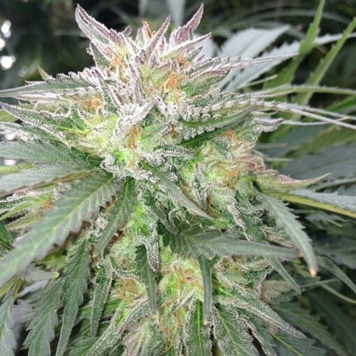 Alien Reunion Autoflowering Feminized Marijuana Seeds | Alien | The Seed Fair