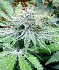Alien Rift Autoflowering Feminized Marijuana Seeds | Alien Rift Strain | The Seed Fair