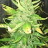 Appleberry Autoflowering Feminized Marijuana Seeds | Appleberry Strain | The Seed Fair