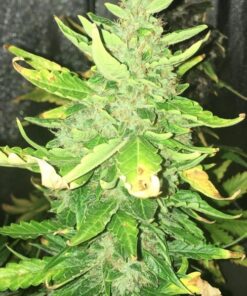 Appleberry Autoflowering Feminized Marijuana Seeds | Appleberry Strain | The Seed Fair