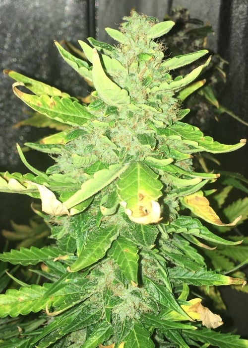 Appleberry Autoflowering Feminized Marijuana Seeds | Appleberry Strain | The Seed Fair