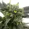 Auto OG Cheese Autofloraison Marijuana Seeds | Auto OG Cheese Strain | The Seed Fair