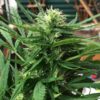 Bakerstreet Autoflowering Feminized Marijuana Seeds | Bakerstreet Strain | The Seed Fair