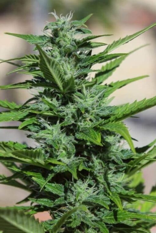 Big Buddha Cheese Autoflowering Marijuana Seeds | Big Buddha Cheese Strain | The Seed Fair