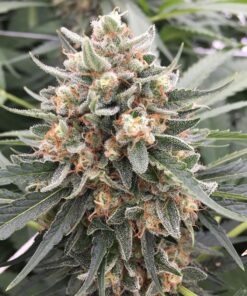 Double Tangie Banana Feminized Marijuana Seeds | Double Tangie Strain | The Seed Fair