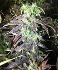 Durga Mata Feminized Marijuana Seeds | Durga Mata Strain | The Seed Fair