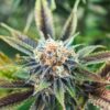 Dutchberry Feminized Marijuana Seeds | Dutchberry Feminized Strain | The Seed Fair