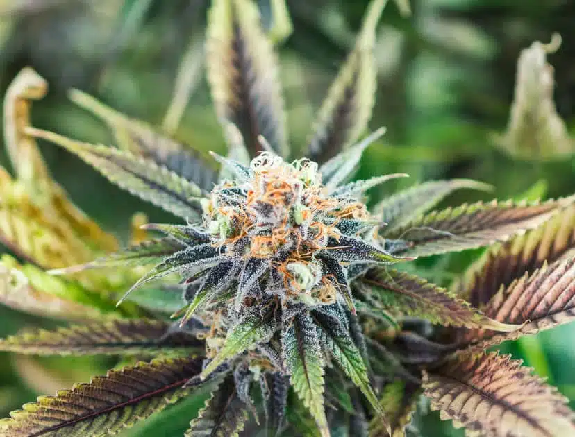 Dutchberry Feminized Marijuana Seeds | Dutchberry Feminized Strain | The Seed Fair | The Seed Fair Dutchberry Feminized Marijuana Seeds | Dutchberry Feminized Strain | The Seed Fair