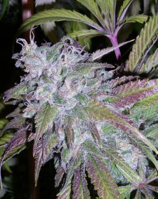 Dynamite Feminized Marijuana Seeds | Dynamite Feminized Strain | The Seed Fair