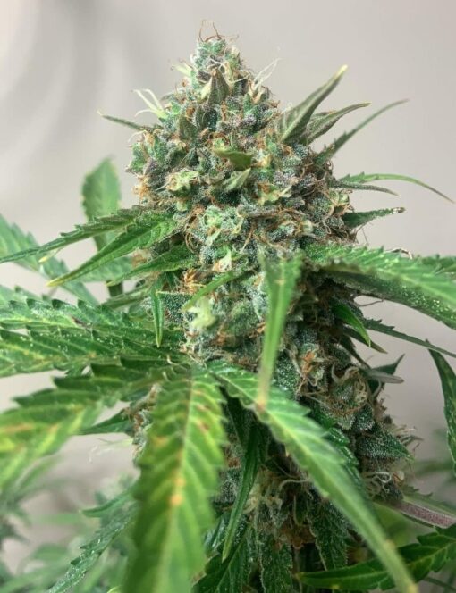 Early Miss Feminized Marijuana Seeds | Early Miss Strain | The Seed Fair