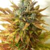 East Coast Sour Diesel Feminized Marijuana Seeds | East Coast Strain | The Seed Fair