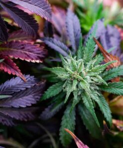 Edelweiss Feminized Marijuana Seeds | Edelweiss Feminized Strain | The Seed Fair