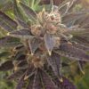 El Perro Feminized Marijuana Seeds | El Perro Strain | The Seed Fair