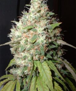 Endless Sky Feminized Marijuana Seeds | Endless Sky Strain | The Seed Fair