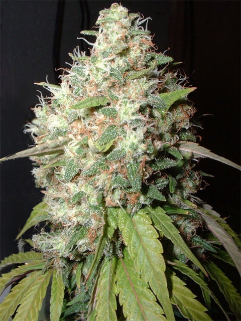 Endless Sky Feminized Marijuana Seeds | Endless Sky Strain | The Seed Fair